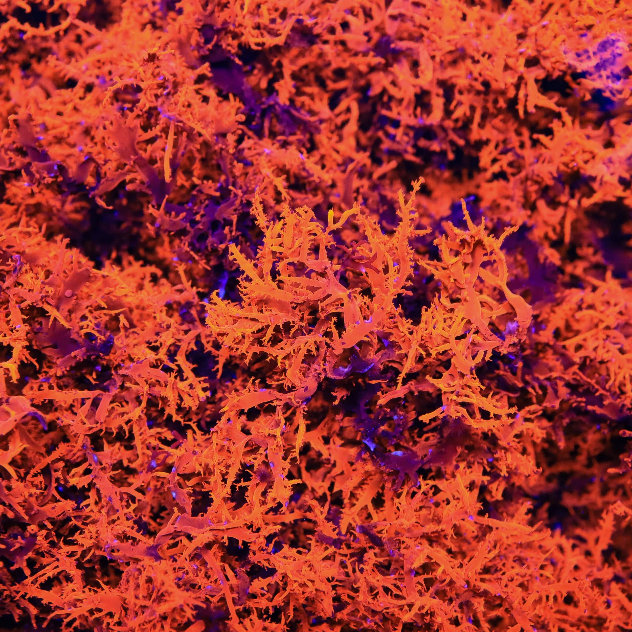 Super Saiyan Macroalgae