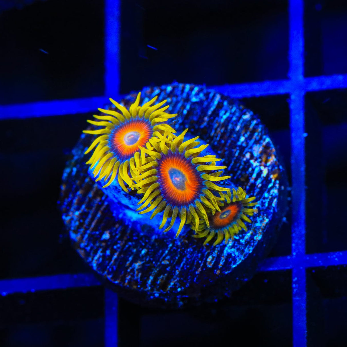 Super Saiyan Zoanthids Coral