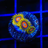 Super Saiyan Zoanthids Coral