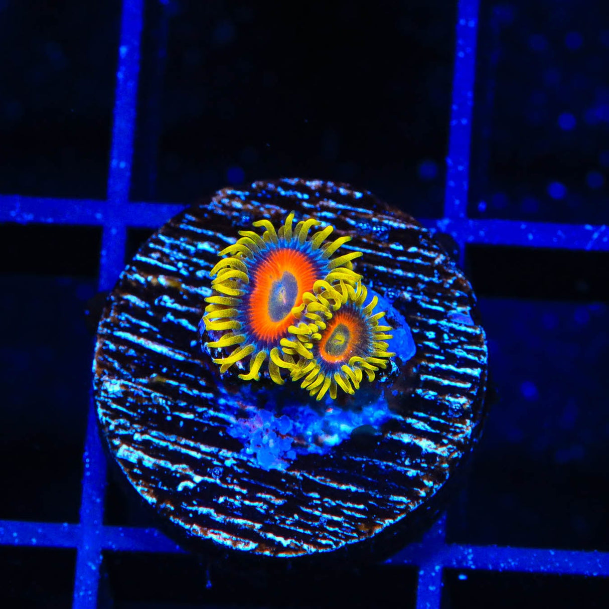 Super Saiyan Zoanthids Coral