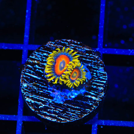 Super Saiyan Zoanthids Coral