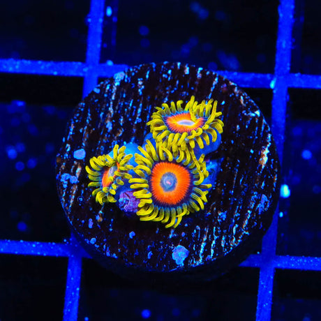 Super Saiyan Zoanthids Coral