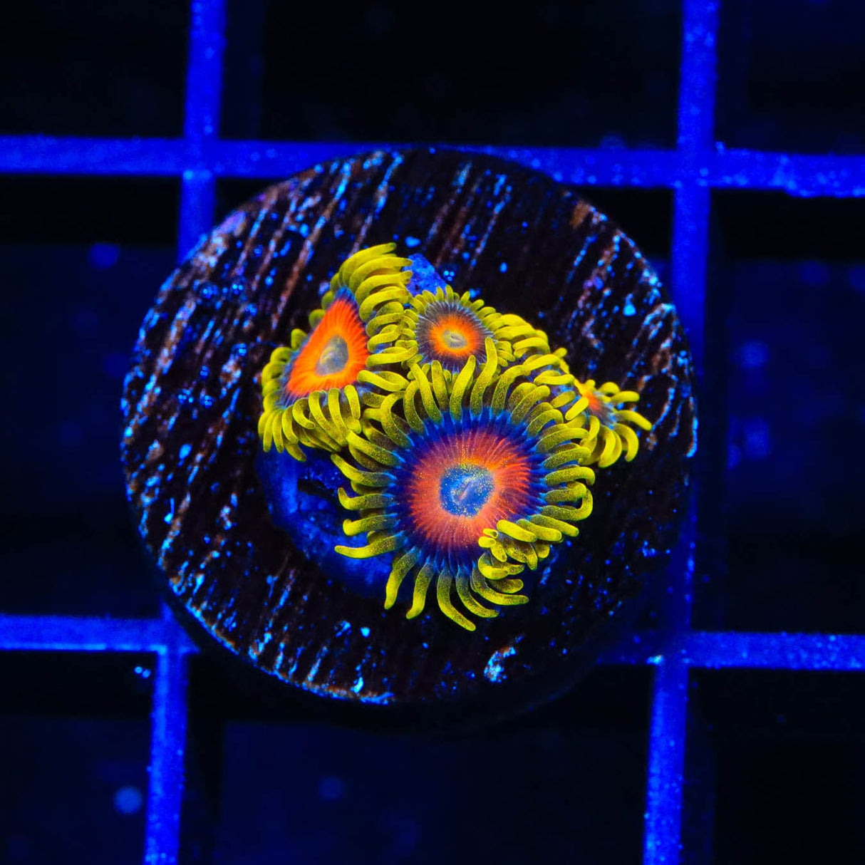 Super Saiyan Zoanthids Coral