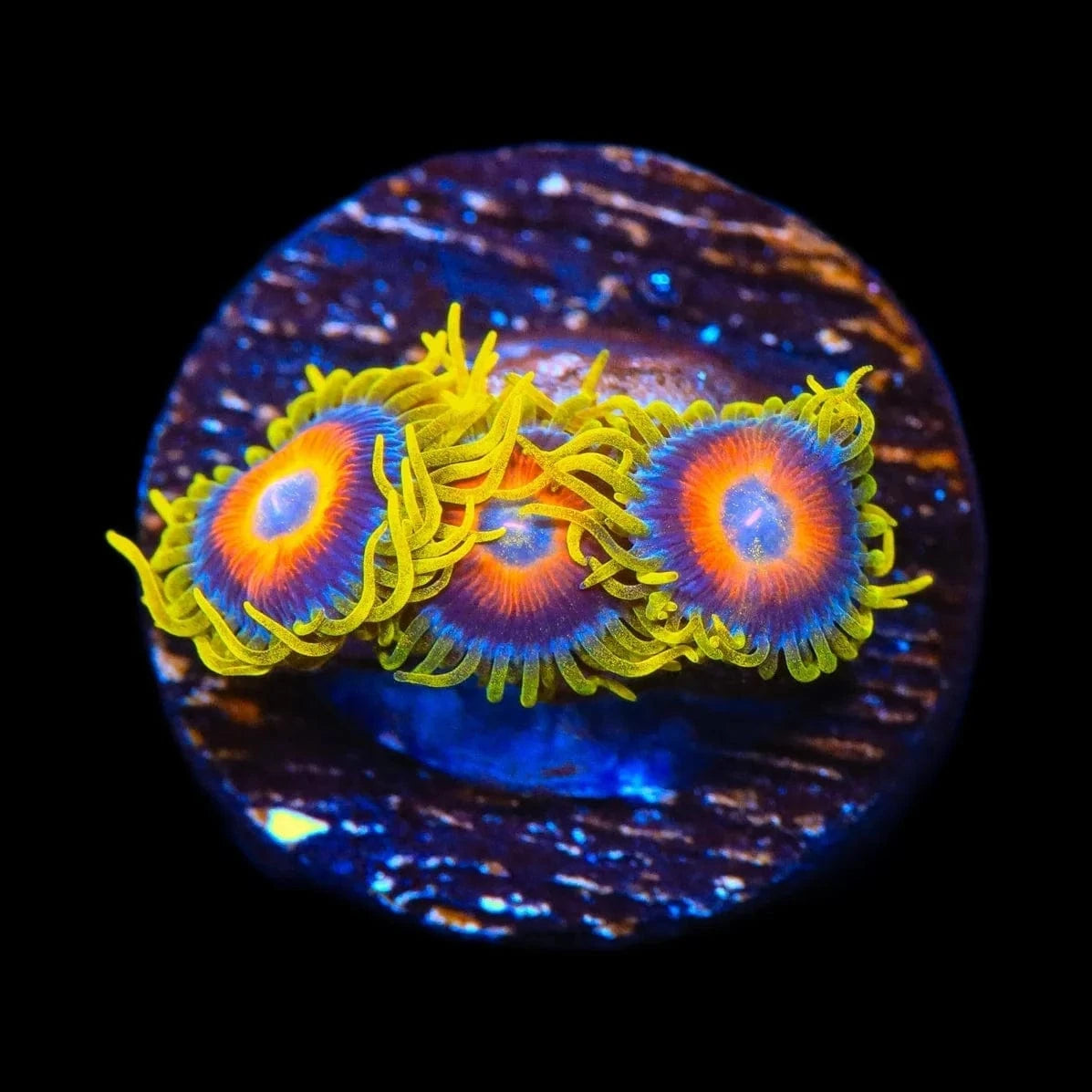 Super Saiyans Zoanthids Coral