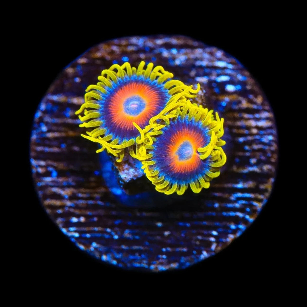 Super Saiyans Zoanthids Coral