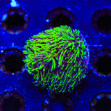 Super Sonic Galaxea Coral