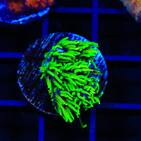 Super Sonic Galaxea Coral