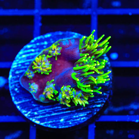 Super Sonic Galaxea Coral