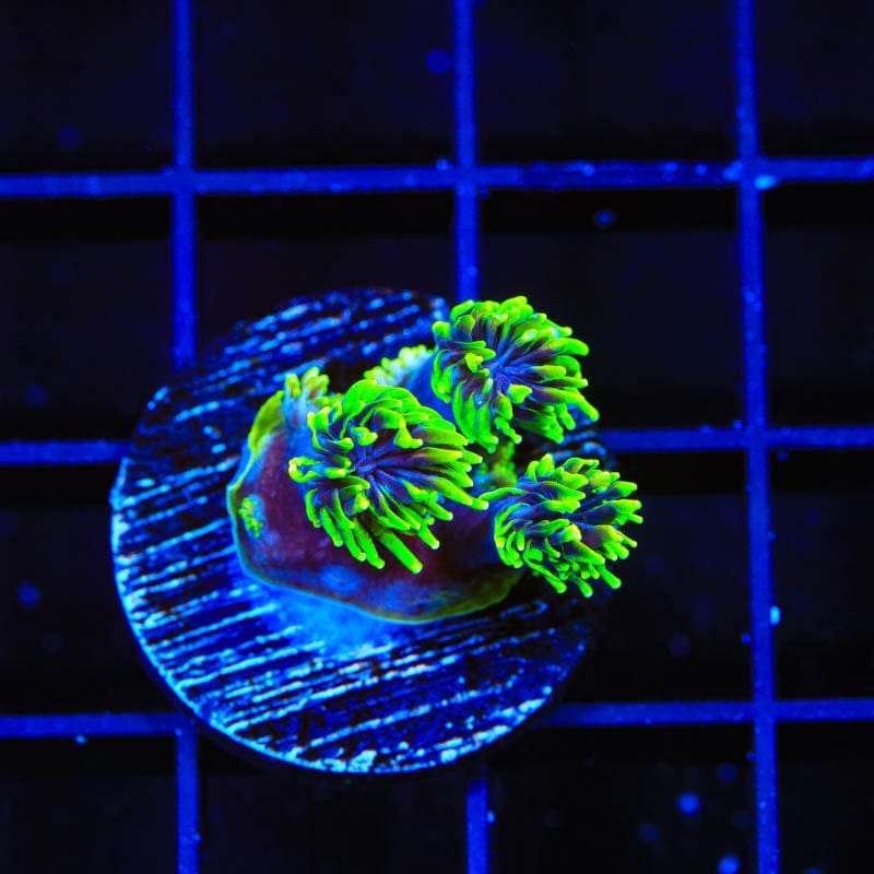 Super Sonic Galaxea Coral
