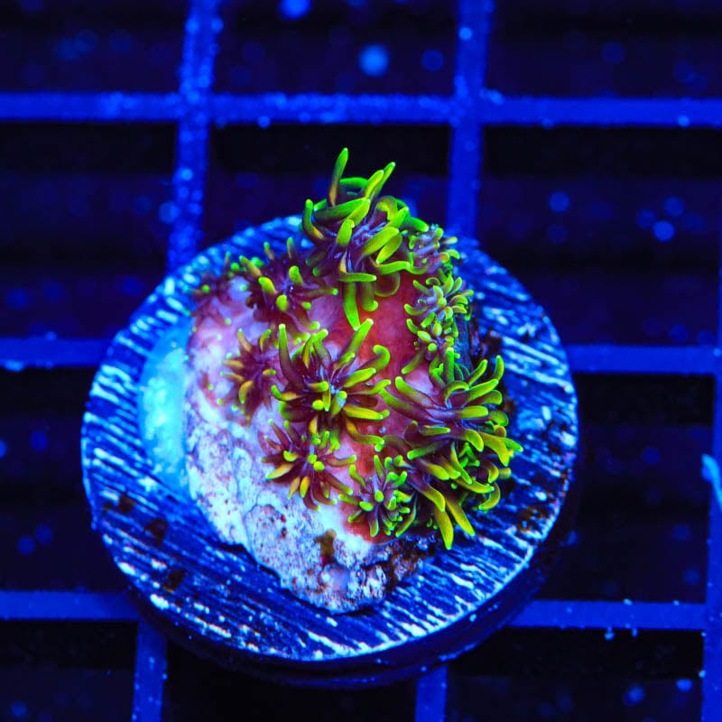 Super Sonic Galaxea Coral