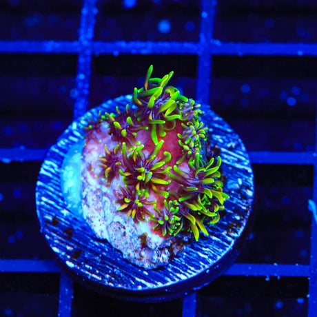 Super Sonic Galaxea Coral