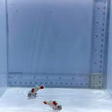 Super Storm Pair Clownfish