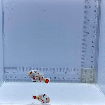 Super Storm Pair Clownfish