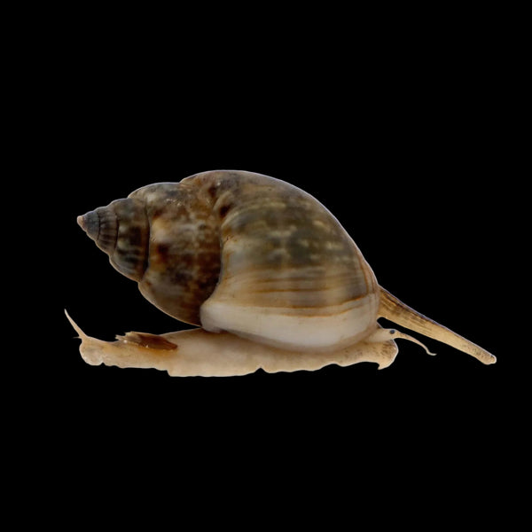 Super Tongan Nassarius Snail (5 Pack) PreBF