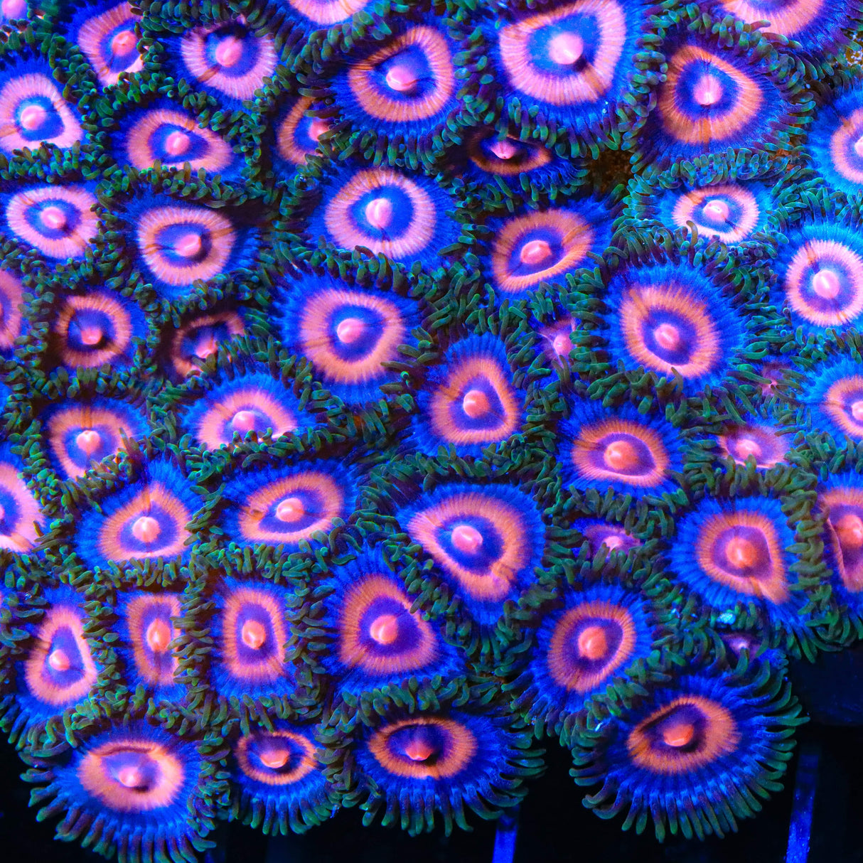 Supergirl Zoanthids Coral