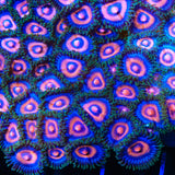 Supergirl Zoanthids Coral