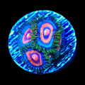 Supergirl Zoanthids Coral