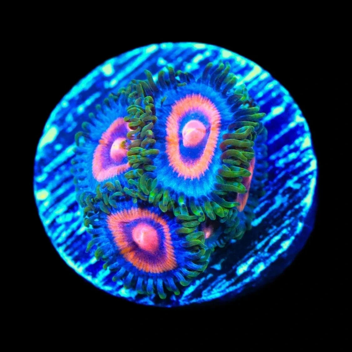 Supergirl Zoanthids Coral