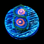 Supergirls Zoanthids Coral