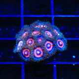 Supergirls Zoanthids Coral