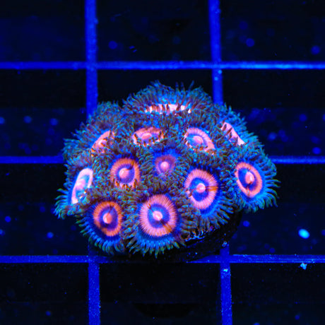 Supergirls Zoanthids Coral