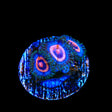 Supergirls Zoanthids Coral