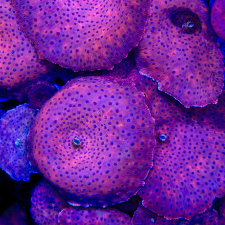 Superman Discosoma Mushroom Coral