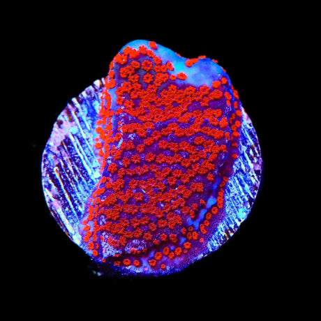Superman Montipora Coral