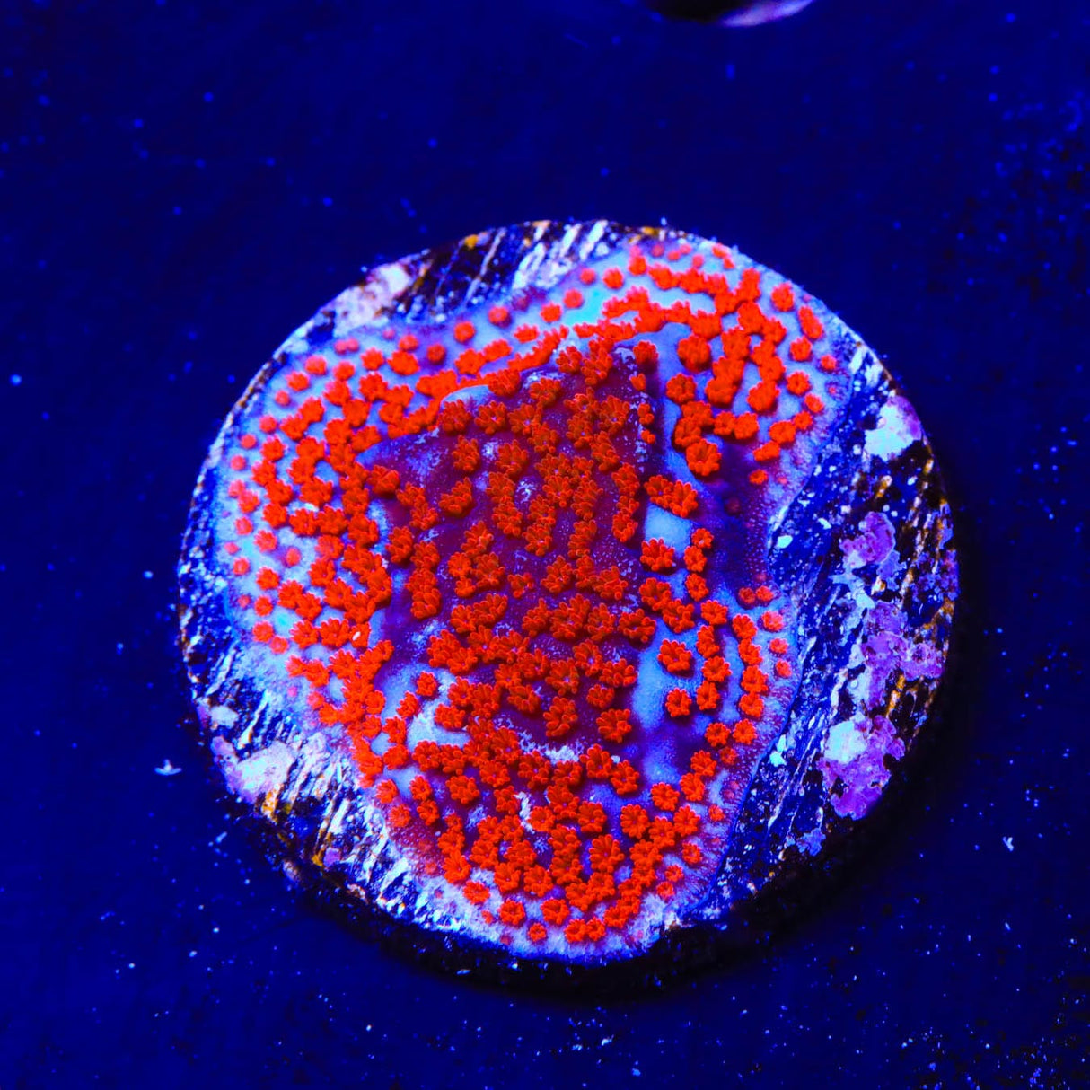 Superman Montipora Coral