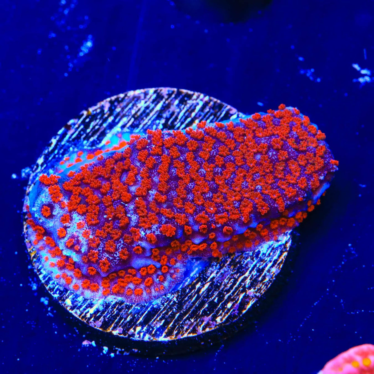 Superman Montipora Coral