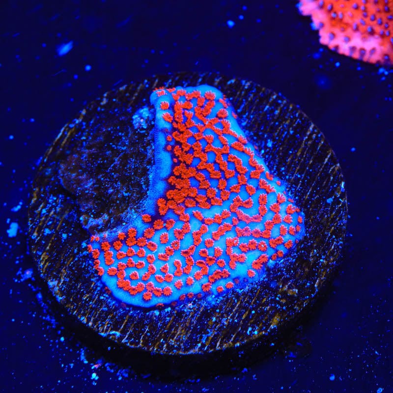 Superman Montipora Coral