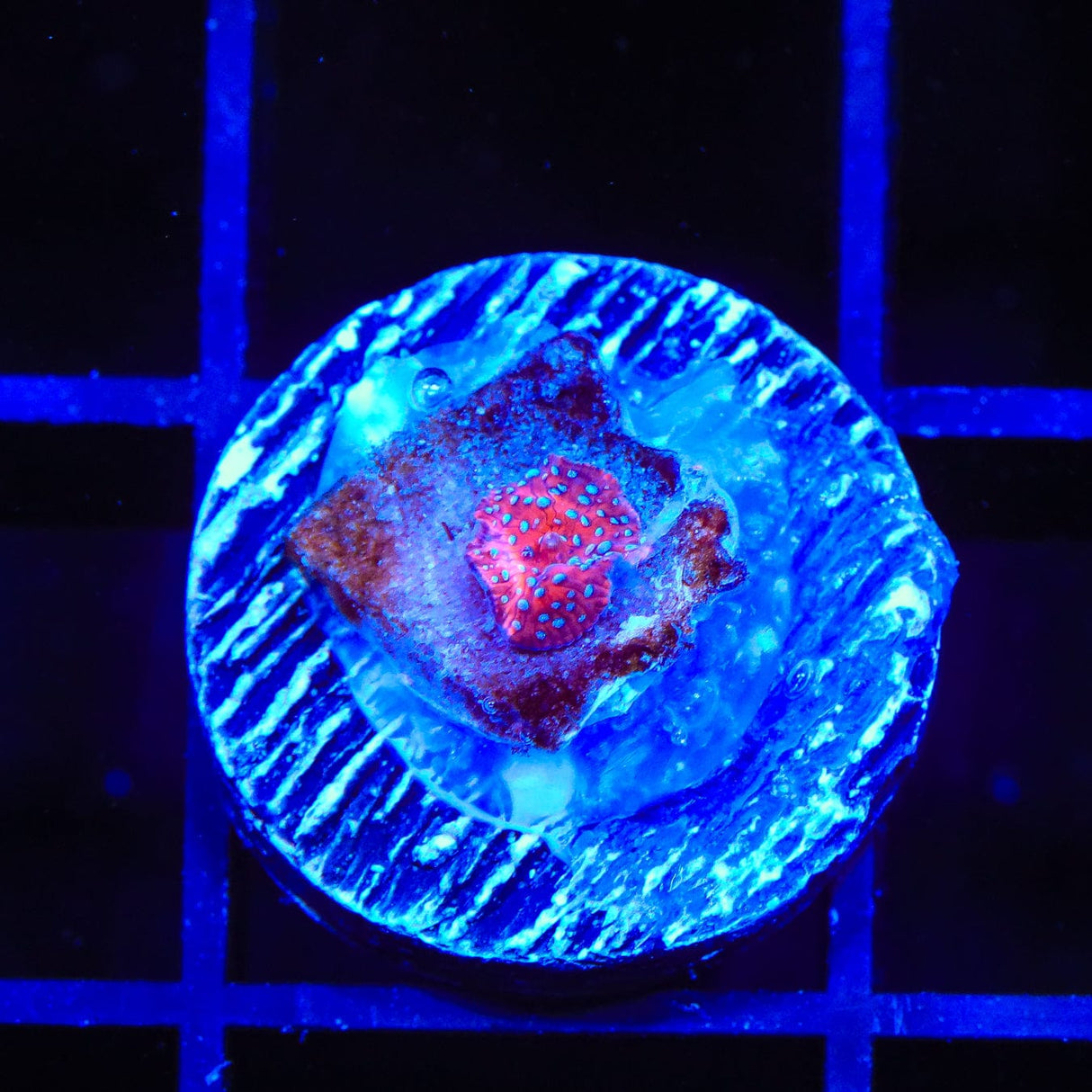 Superman Mushroom Coral