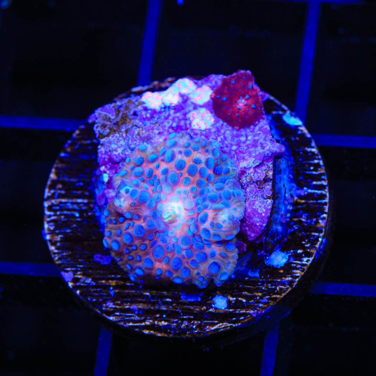 Superman Mushroom Coral