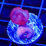 Superman Mushroom Coral
