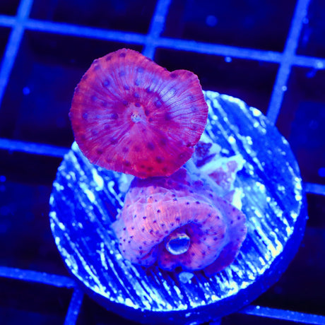 Superman Mushroom Coral