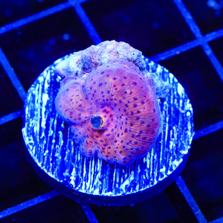 Superman Mushroom Coral