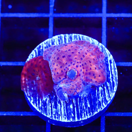 Superman Mushroom Coral