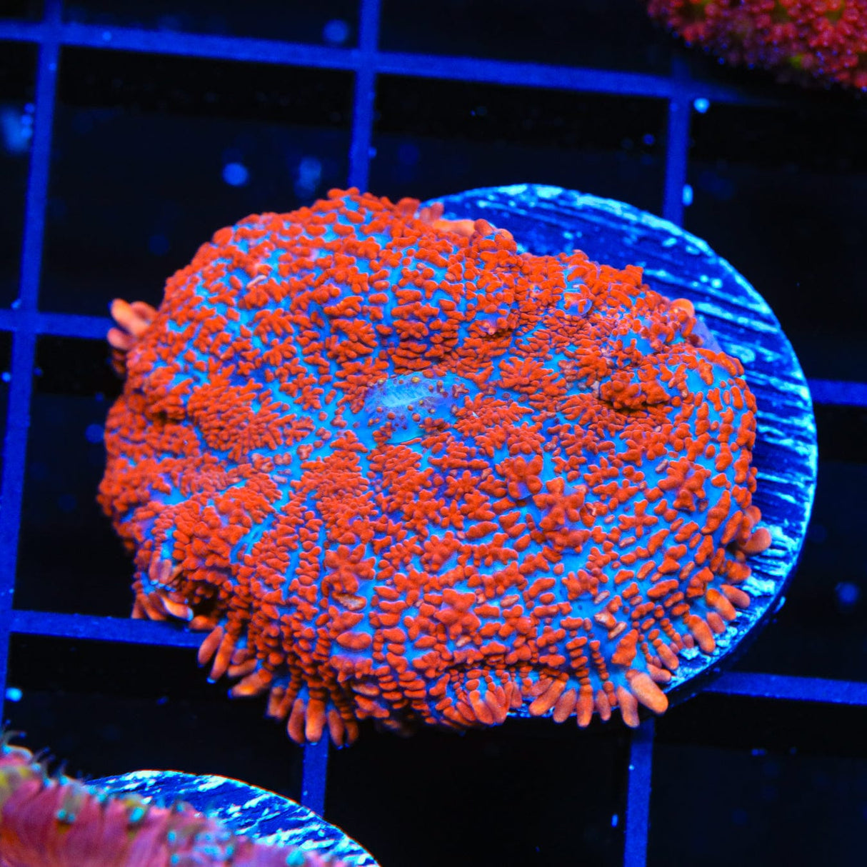 Superman Rhodactis Mushroom Coral