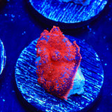 Superman Rhodactis Mushroom Coral