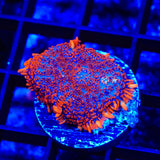 Superman Rhodactis Mushroom Coral