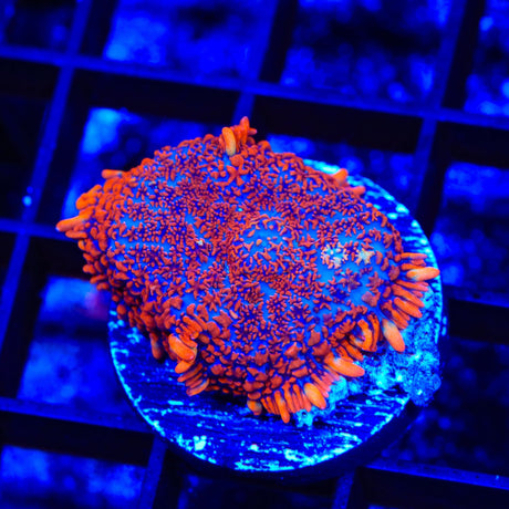 Superman Rhodactis Mushroom Coral