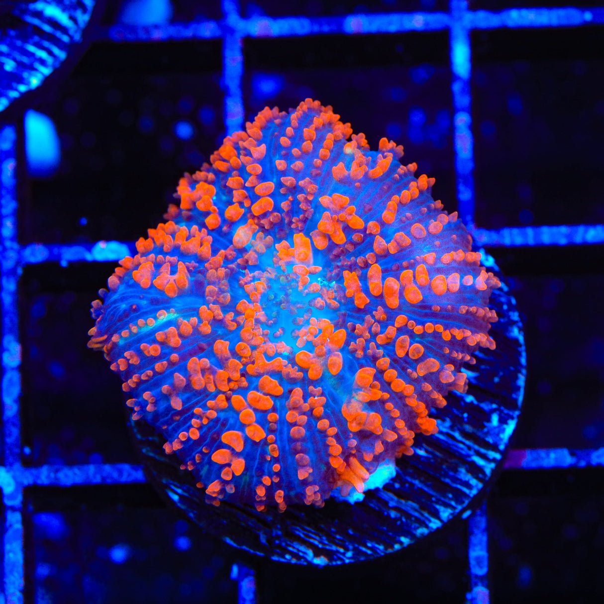 Superman Rhodactis Mushroom Coral