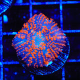 Superman Rhodactis Mushroom Coral