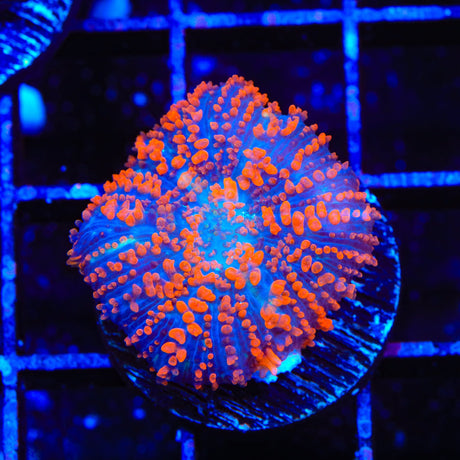 Superman Rhodactis Mushroom Coral
