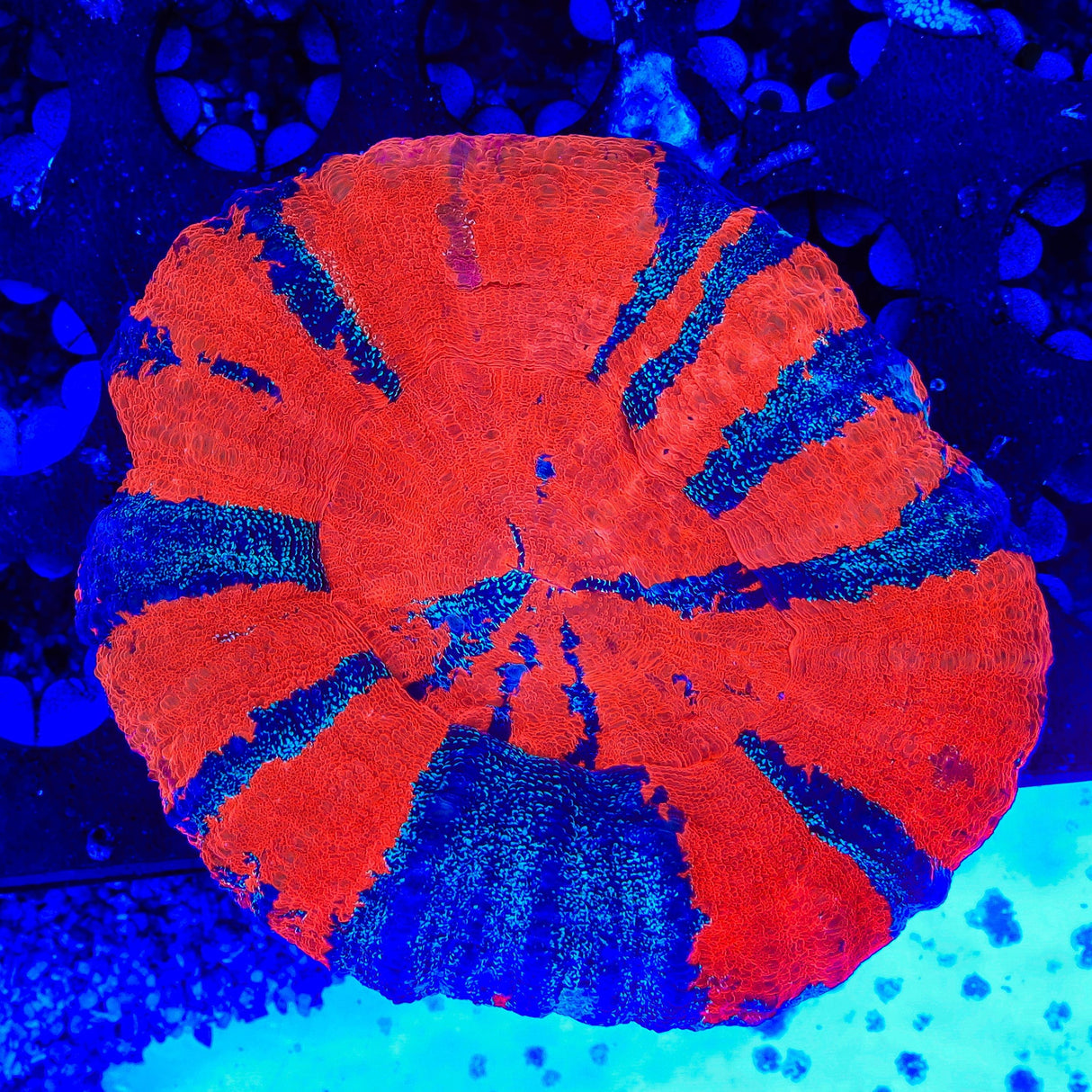 Superman Scolymia Coral
