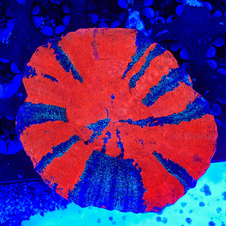 Superman Scolymia Coral