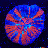 Superman Scolymia Coral