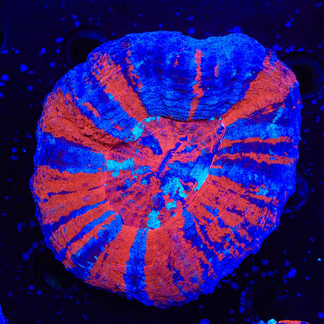 Superman Scolymia Coral