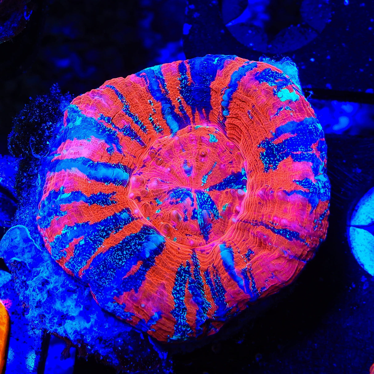 Superman Scolymia Coral
