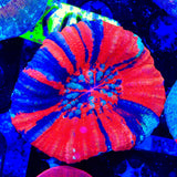 Superman Scolymia Coral